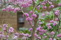 Chinese Redbud Seeds – Cercis chinensis, Showy Pink Spring Blooms, Ornamental Tree, Pollinator-Friendly, Compact Growth