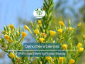 200 Seeds Primrose Evening (Oenothera biennis) Wildflower – Night-Blooming, Hardy Perennial, Pollinator Attractant, Drought-Tolerant