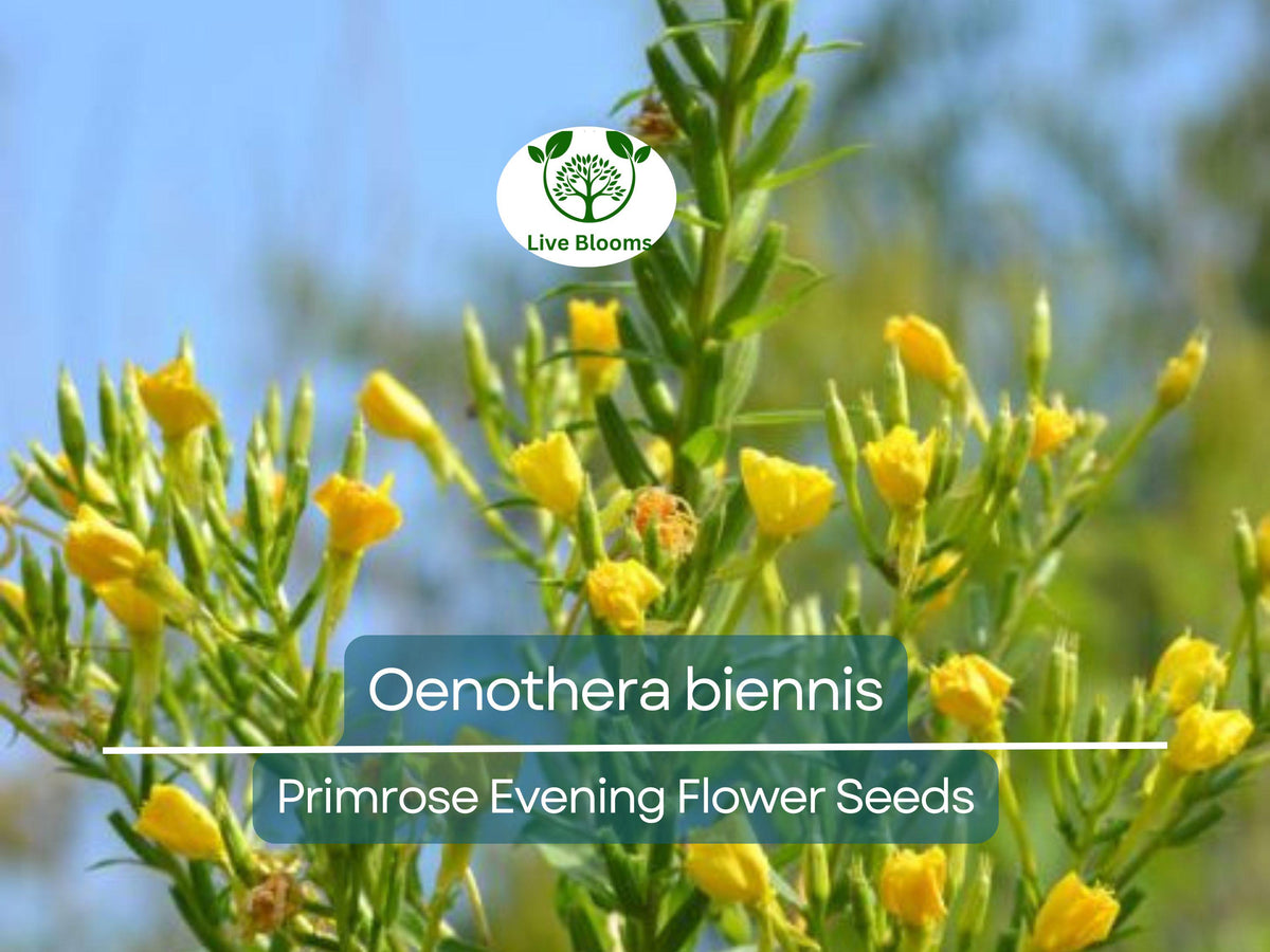 200 Seeds Primrose Evening (Oenothera biennis) Wildflower – Night-Blooming, Hardy Perennial, Pollinator Attractant, Drought-Tolerant