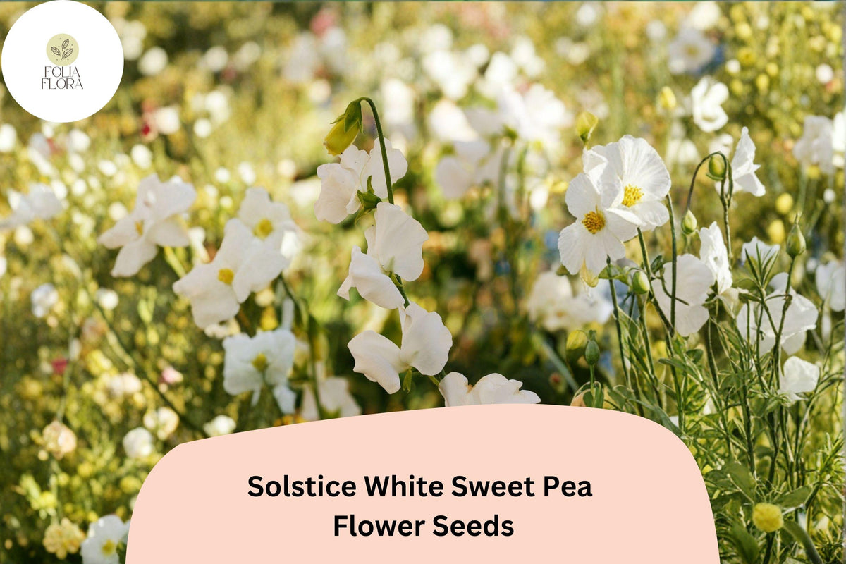 Solstice White Sweet Pea Seeds | Lathyrus odoratus Climbing Vine for Garden, Cut-Flower, Cottage Garden Planting