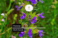 300 Hyssop Seeds – Aromatic Culinary Herb, Hyssopus officinalis, Blue/Purple/Pink Flowers, Easy to Grow, Attracts Pollinators