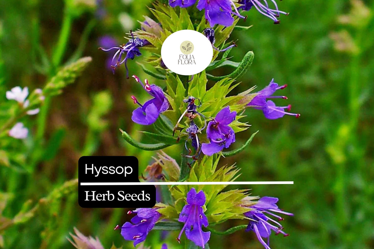 300 Hyssop Seeds – Aromatic Culinary Herb, Hyssopus officinalis, Blue/Purple/Pink Flowers, Easy to Grow, Attracts Pollinators