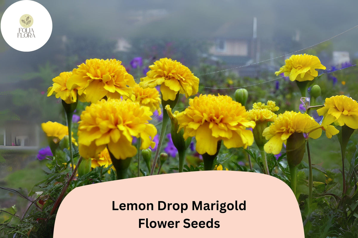 25+ Lemon Drop Marigold Seeds | Compact Tagetes patula with Yellow Blooms | Border, Container, Pollinator-Friendly Annual