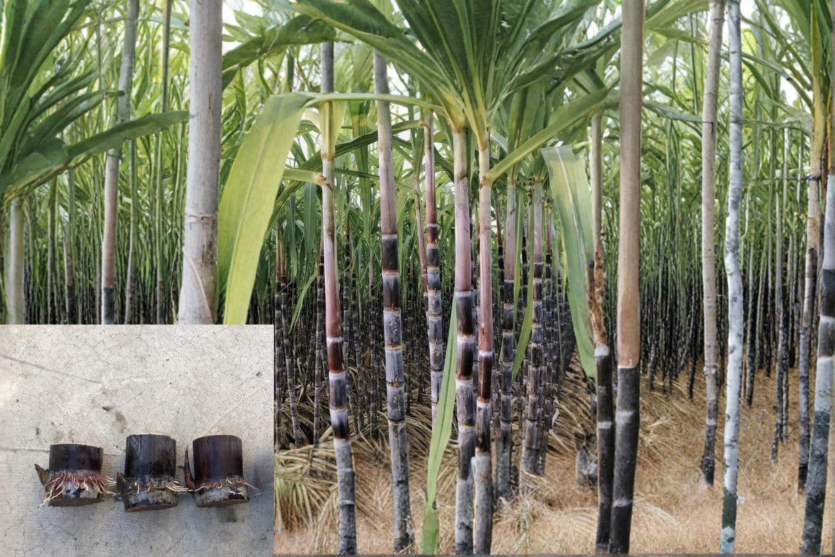 Dark Purple Sugarcane Cuttings - Rooted Saccharum officinarum, Tropical Perennial Grass, Sweet Cane Plant