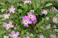 Virginia Stock Seeds 100 Pack – Malcolmia maritima Fragrant Spring Annual Flower for Cottage Gardens & Pollinator Gardens