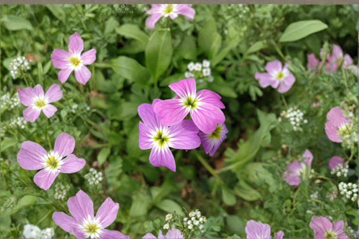 Virginia Stock Seeds 100 Pack – Malcolmia maritima Fragrant Spring Annual Flower for Cottage Gardens & Pollinator Gardens