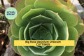 3 Aeonium Urbicum Cuttings – Salad Bowl Variety, Green Rose-Shaped Rosettes, Succulent for Pots, Rock Gardens & Landscaping