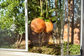 White Pomegranate Cuttings 8-10 Inch Unrooted Punica granatum Fruitful Shrub or Small Tree