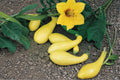Early Summer Crookneck Summer Squash Seeds | Heirloom Cucurbita pepo | Tender Yellow Fruit | Compact, Prolific, Early Harvest