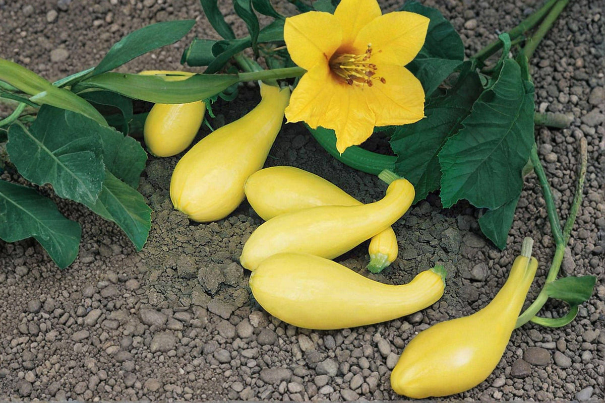 Early Summer Crookneck Summer Squash Seeds | Heirloom Cucurbita pepo | Tender Yellow Fruit | Compact, Prolific, Early Harvest