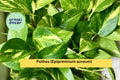 Set of 10 Live Rooted Pothos Cuttings | Indoor Vine for Hanging Baskets & Houseplants | Epipremnum aureum
