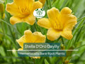 Set of 10 Stella D'Oro Daylily Bare Root Plants – Hemerocallis ‘Stella de Oro’ – Compact Perennial with Yellow Blooms