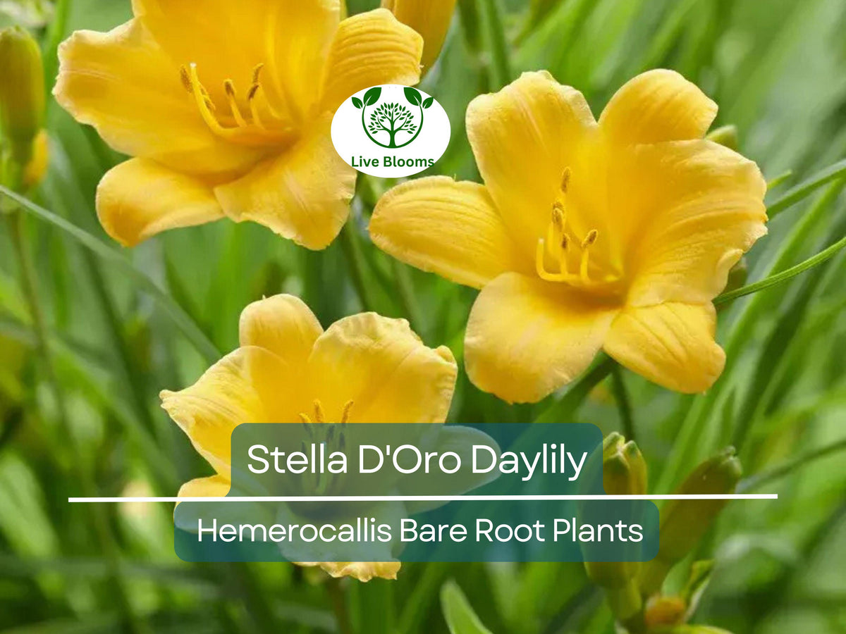 Set of 10 Stella D'Oro Daylily Bare Root Plants – Hemerocallis ‘Stella de Oro’ – Compact Perennial with Yellow Blooms