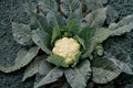 Cauliflower Seeds – Snowball Y Improved Heirloom, White Heads, Cool-Season Crop, Brassica oleracea