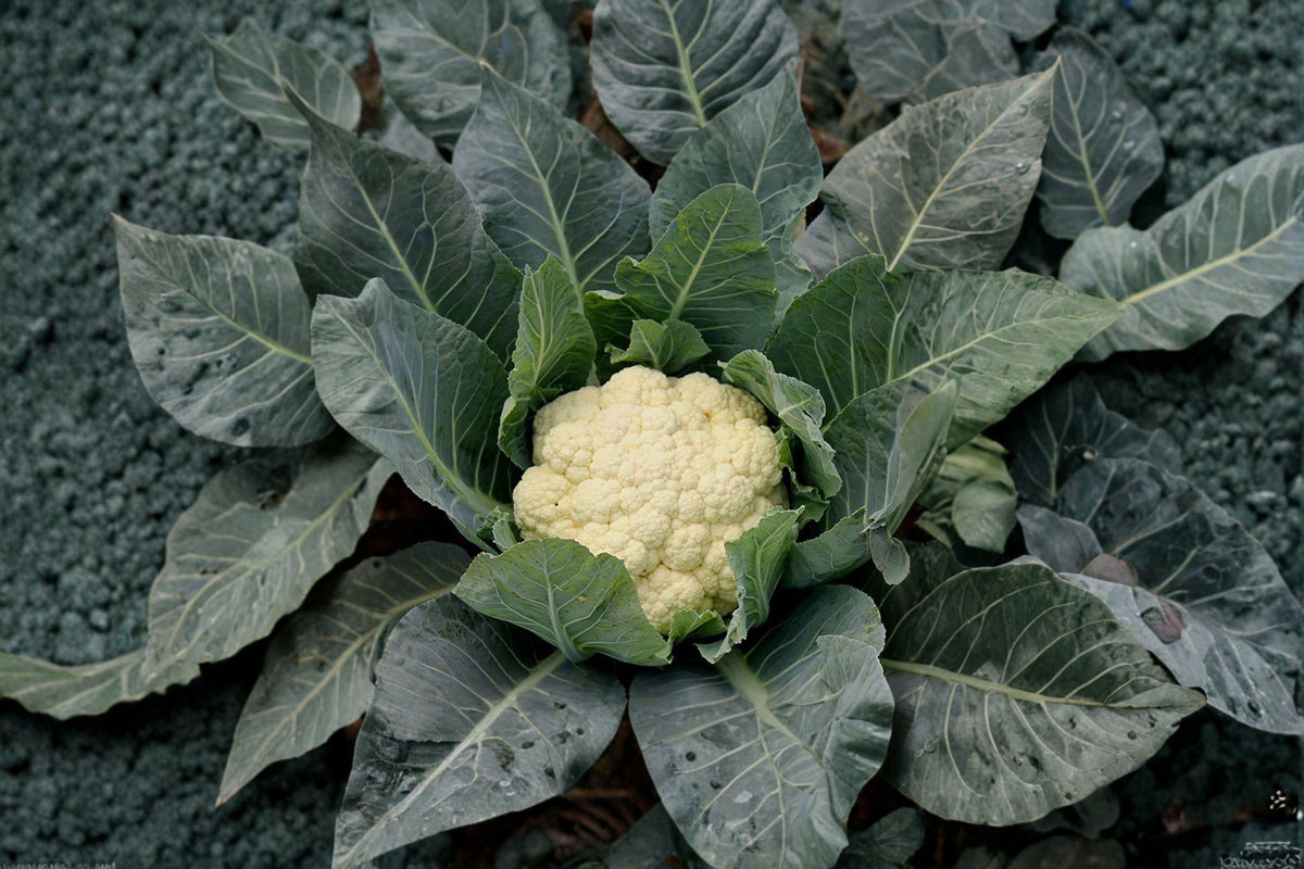 Cauliflower Seeds – Snowball Y Improved Heirloom, White Heads, Cool-Season Crop, Brassica oleracea
