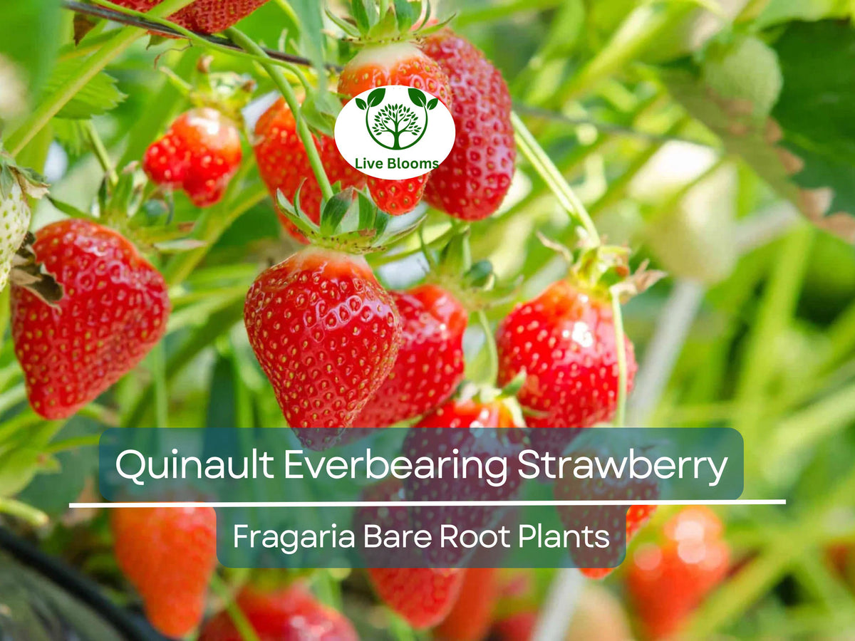 25 Bare Root Quinault Everbearing Strawberry Plants – Fragaria × ananassa, Heirloom, Non-GMO, High-Yield, Sweet & Juicy