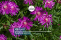 Ice Plant Seeds - Delosperma cooperi, Drought-Tolerant Succulent Ground Cover with Magenta Flowers, Low-Growing Perennial