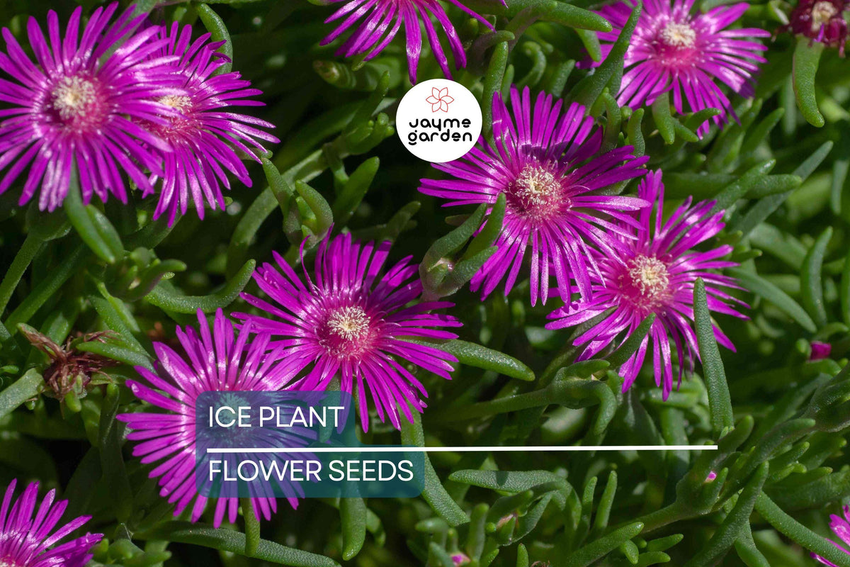 Ice Plant Seeds - Delosperma cooperi, Drought-Tolerant Succulent Ground Cover with Magenta Flowers, Low-Growing Perennial