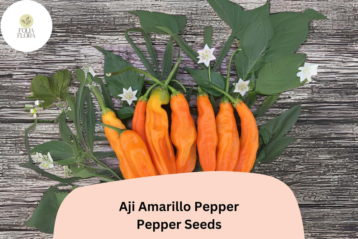 Aji Amarillo Pepper Seeds | Heirloom Peruvian Chili | Medium-Hot Yellow Fruits | Capsicum baccatum, 25+ Seeds