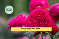 Rouge Royal Red Rose Cuttings | 3 Fresh Stem Propagation Material | Rosa ‘Rouge Royal’ for Grafting & Rooting