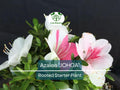 Rhododendron Azalea Deciduous Rooted Starter Plant - Multi-Color Blooms, Hardy Garden Shrub, Rhododendron indicum
