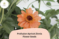 Profusion Apricot Zinnia Seeds – Peach-Orange Blooms, Annual Flower, Zinnia hybrida, Summer Garden, Pollinator & Cut Flower