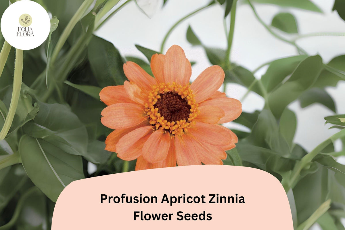 Profusion Apricot Zinnia Seeds – Peach-Orange Blooms, Annual Flower, Zinnia hybrida, Summer Garden, Pollinator & Cut Flower