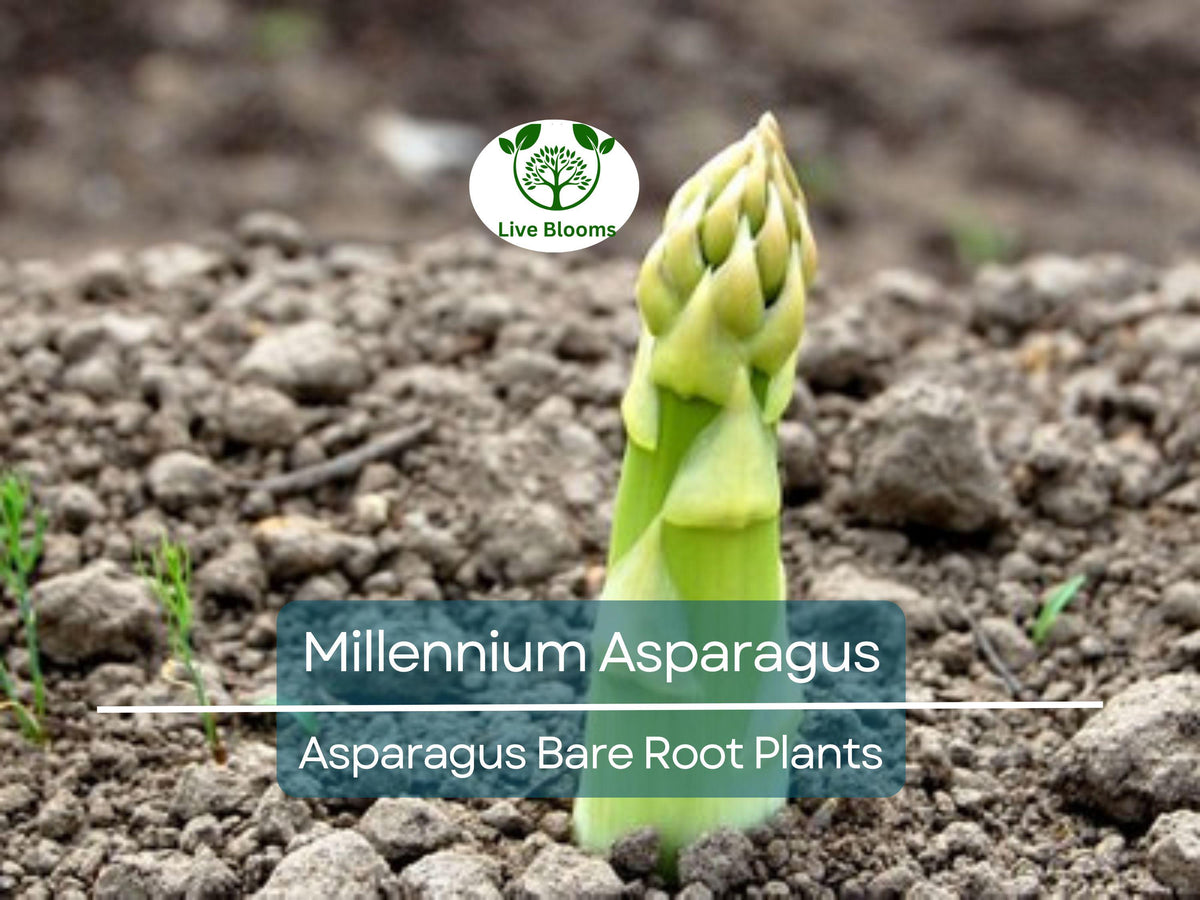 15 Millennium Asparagus Plants - 2-Year-Old Crowns, Live Bare Root Perennials, Asparagus officinalis, Non-GMO, Heirloom, Heavy Yield