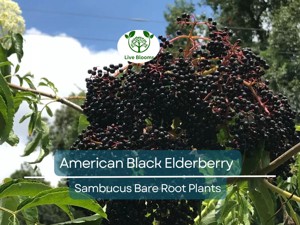 2 American Black Elderberry Plants Bare Root Sambucus canadensis for Fruit Garden, Edible Landscape & Wildlife Habitat