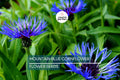 Mountain Blue Cornflower Seeds - Centaurea montana Perennial Flower, Drought Tolerant, Pollinator-Friendly, 1-2 ft Tall, Cold Hardy Plant