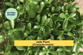 Jade Plant Cuttings – 4 Unrooted Succulent Stem Cuttings – Crassula ovata for Indoor Gardening & Gifts