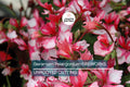 Geranium Pelargonium FIREWORKS – 3 Live Unrooted 6" Climbing Red Flowering Cuttings, Perennial Garden Plants