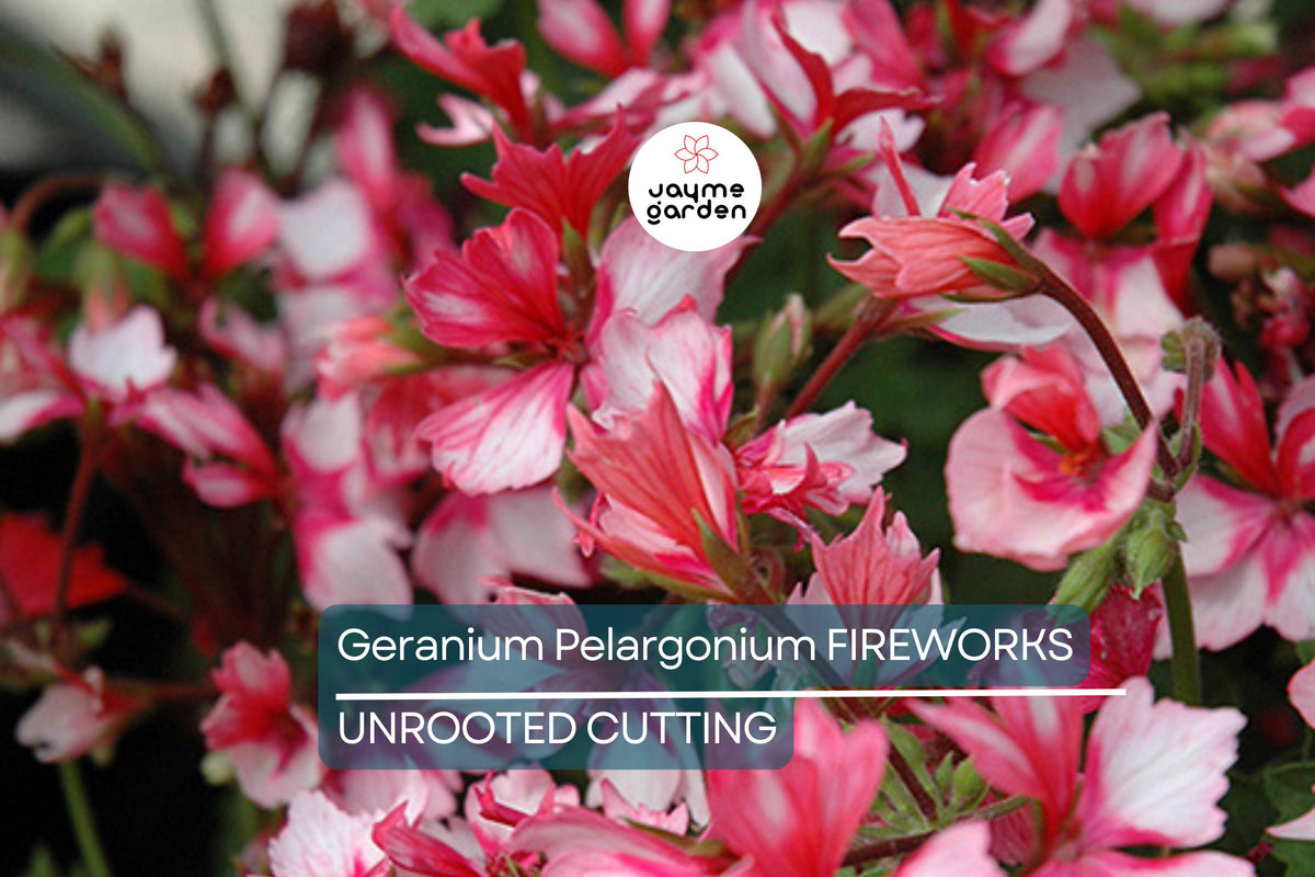 Geranium Pelargonium FIREWORKS – 3 Live Unrooted 6" Climbing Red Flowering Cuttings, Perennial Garden Plants