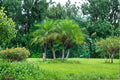 5 Pygmy Date Palm Seeds – Phoenix roebelenii, Dwarf Tropical Palm Tree for Containers & Gardens