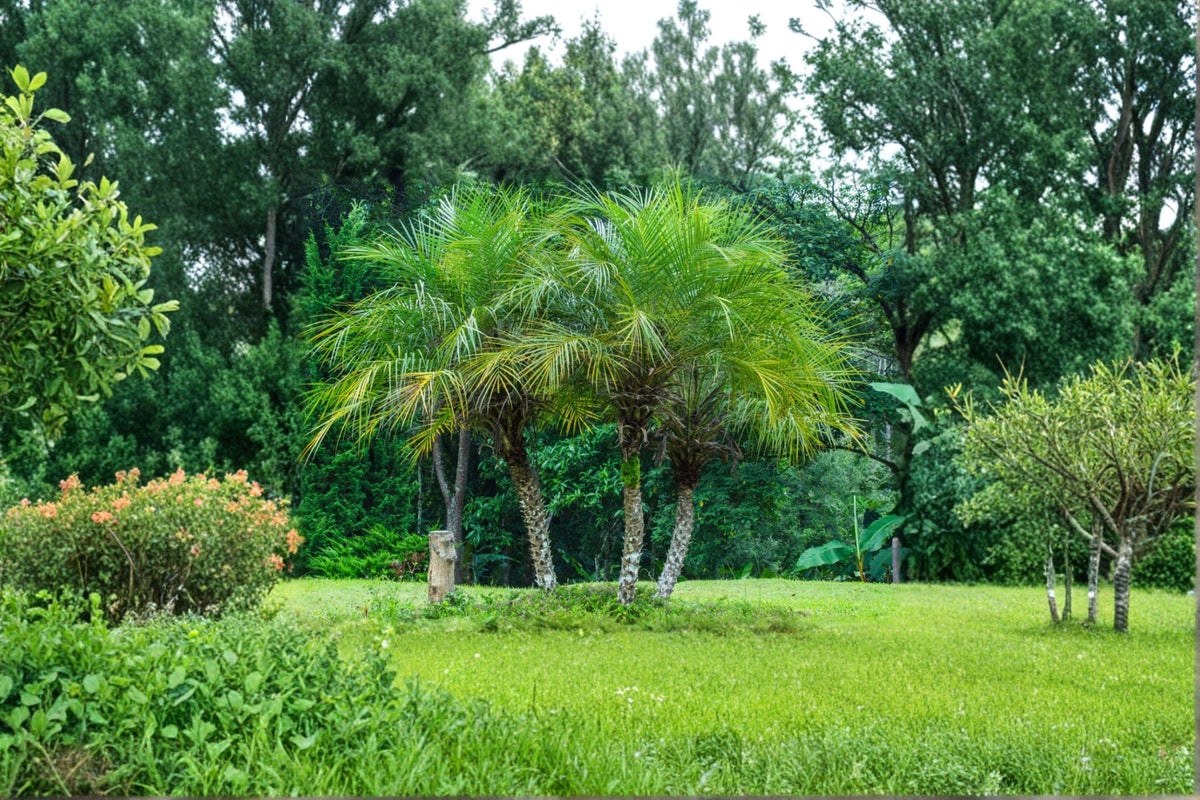 5 Pygmy Date Palm Seeds – Phoenix roebelenii, Dwarf Tropical Palm Tree for Containers & Gardens