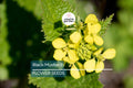 Black Mustard Seeds - Heirloom Brassica nigra, Non-GMO Culinary & Medicinal Spice, Fast-Growing Annual for Home Gardens