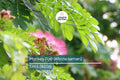 Rain Tree Seeds Albizia saman Monkey Pod Tropical Shade Tree Bonsai Seeds Zone 10-12