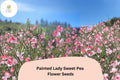 50+ Painted Lady Sweet Pea Seeds | Fragrant Pink & White Bicolor Heirloom Flower for Climbing Trellises & Cottage Gardens