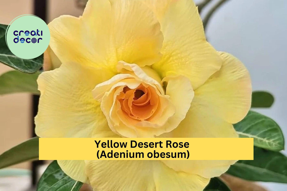 Double Yellow Desert Rose Adenium obesum Live Starter Plant – Bright Flowering Succulent for Indoor & Garden Display