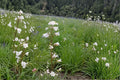 Pale Beardtongue Seeds – Penstemon pallidus Native Wildflower for Pollinator Gardens, Prairie & Meadow Landscaping, 100 Seeds
