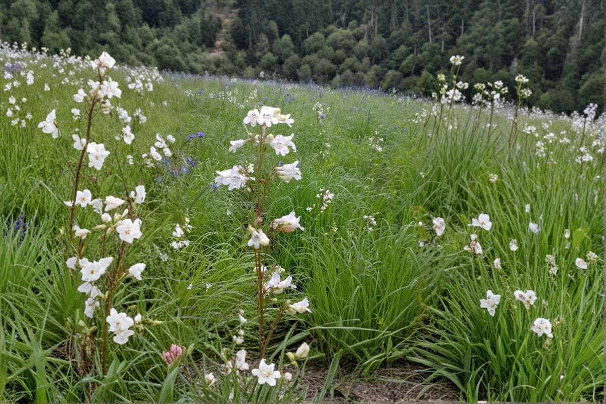Pale Beardtongue Seeds – Penstemon pallidus Native Wildflower for Pollinator Gardens, Prairie & Meadow Landscaping, 100 Seeds