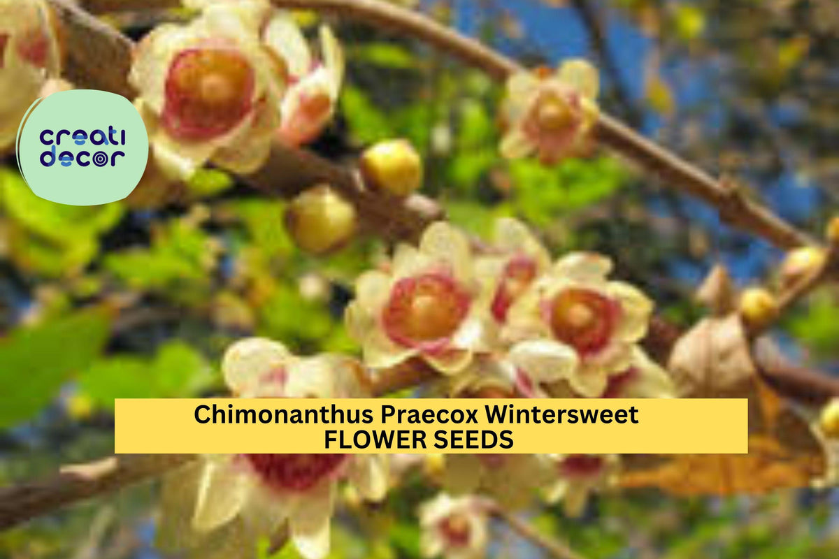 10 Seeds Wintersweet Chimonanthus Praecox Fragrant Yellow Blooms for Winter Gardens Planting