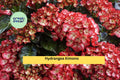 Hydrangea Kimono Starter Set – 4 Live Rooted Hydrangea macrophylla ‘Kimono’ Shrubs for Garden, Borders, Containers