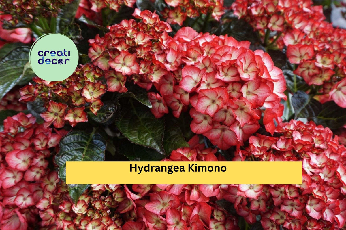 Hydrangea Kimono Starter Set – 4 Live Rooted Hydrangea macrophylla ‘Kimono’ Shrubs for Garden, Borders, Containers