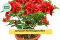 Jamaican Red Bougainvillea Live Starter Plant – Tropical Climbing Vine with Bright Red Bracts, Bougainvillea glabra