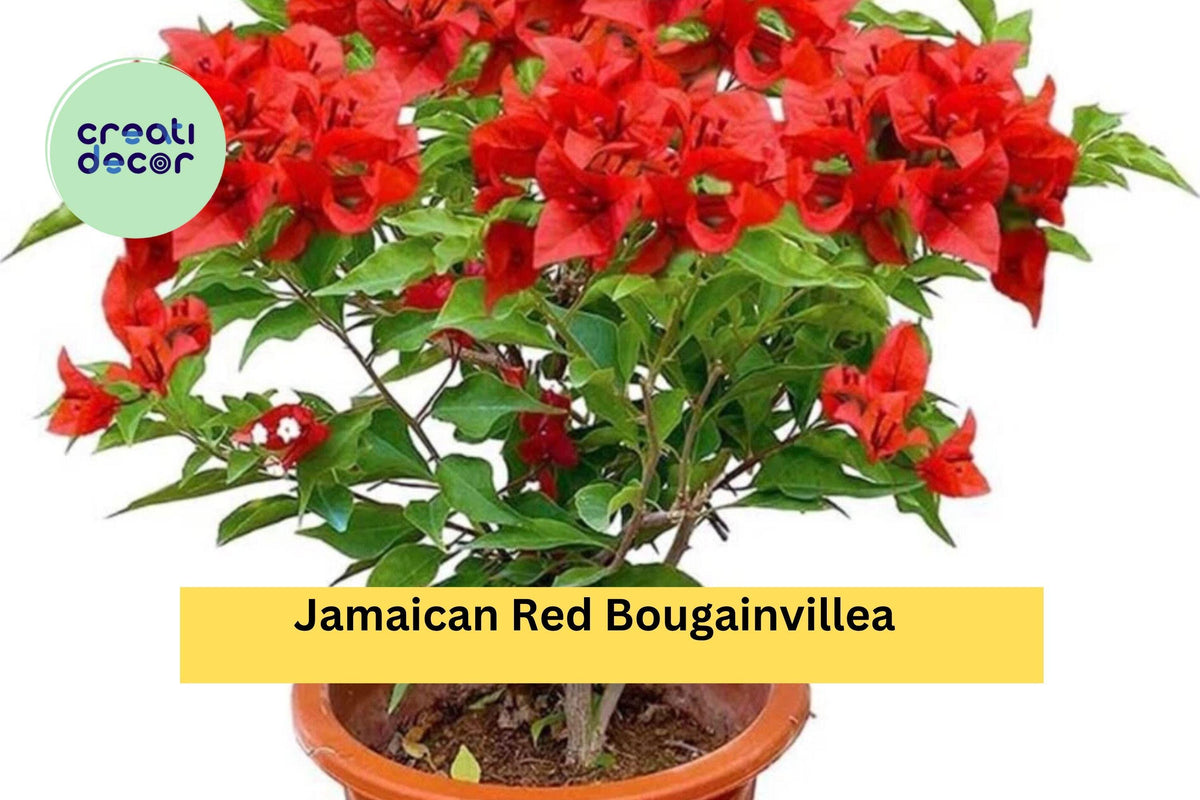 Jamaican Red Bougainvillea Live Starter Plant – Tropical Climbing Vine with Bright Red Bracts, Bougainvillea glabra