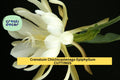 Epiphyllum Crenatum Chichicastenango Cuttings – Orchid Cactus Stem Unrooted Plants for Pots & Hanging Baskets