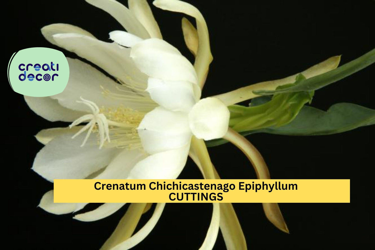 Epiphyllum Crenatum Chichicastenango Cuttings – Orchid Cactus Stem Unrooted Plants for Pots & Hanging Baskets