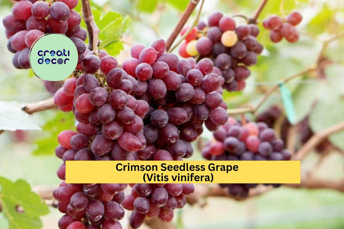 Crimson Seedless Grape Vine Cuttings | 4 Unrooted Hardwood Propagation Clippings | Vitis vinifera Red Table Grape
