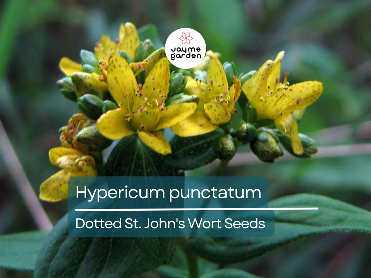 500 Seeds Hypericum Punctatum Dotted St. John’s Wort Native Perennial Wildflower Pollinator Plant Medicinal Herb